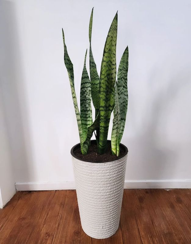 Espada de San Jorge XL con maceta