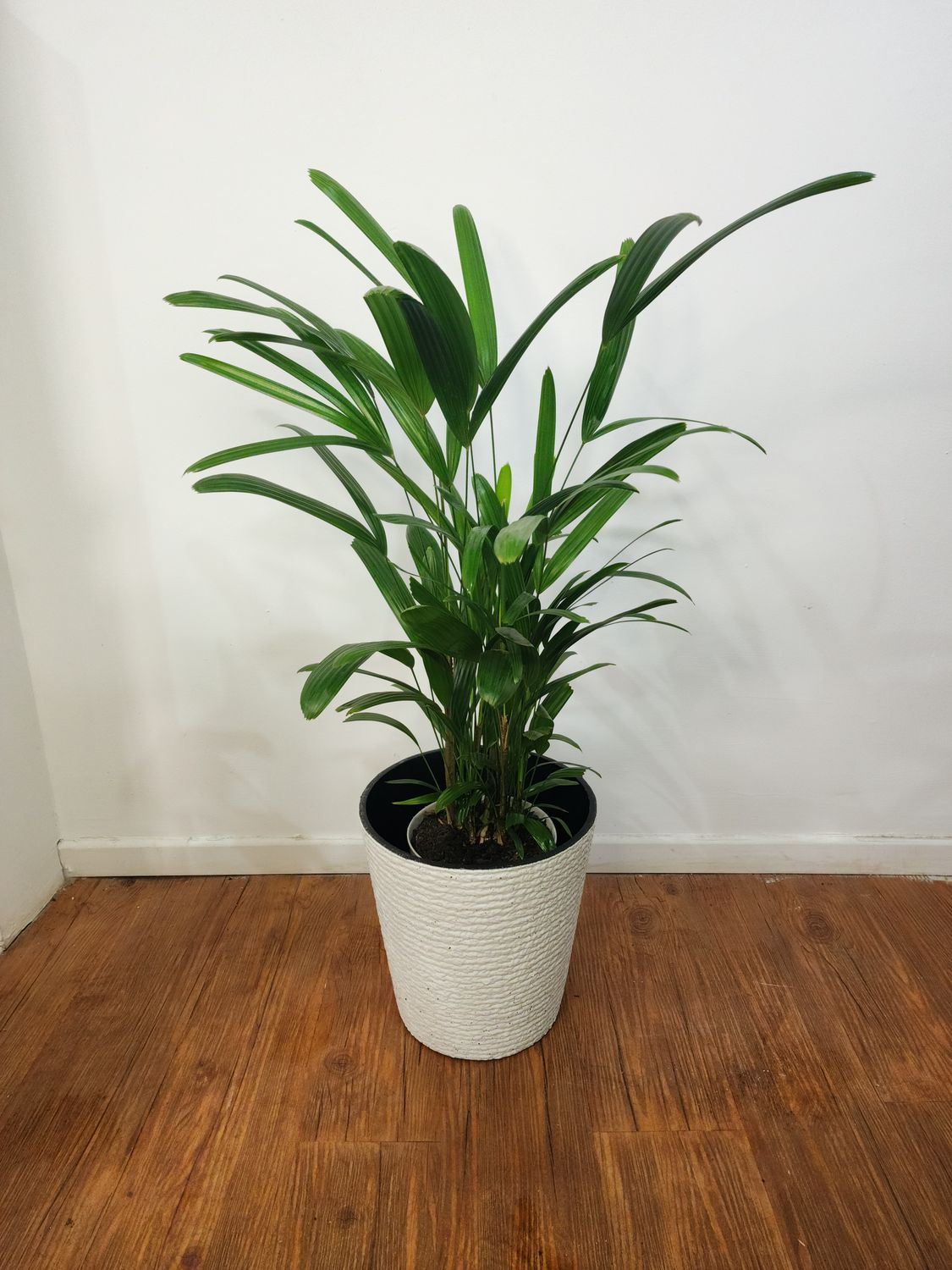 Palmera Raphis L con maceta
