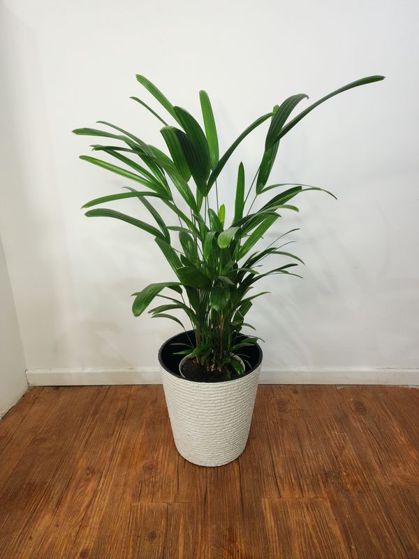 Palmera Raphis L con maceta