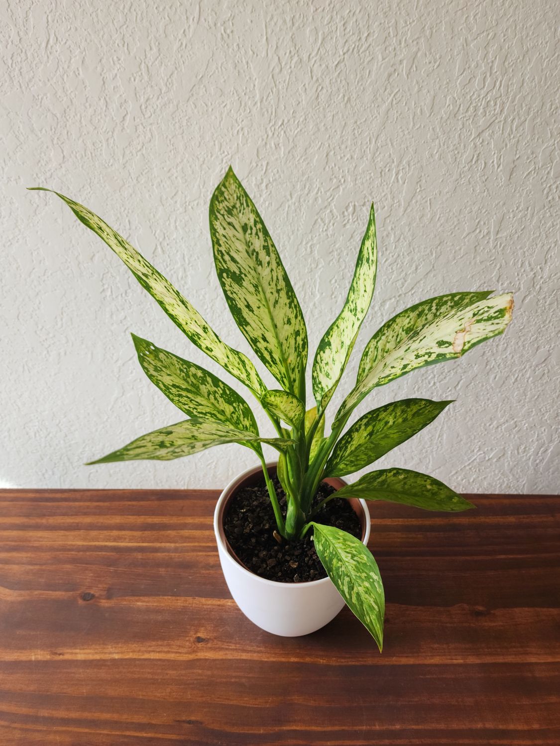 Diffembaquia vesuvius con maceta blanca