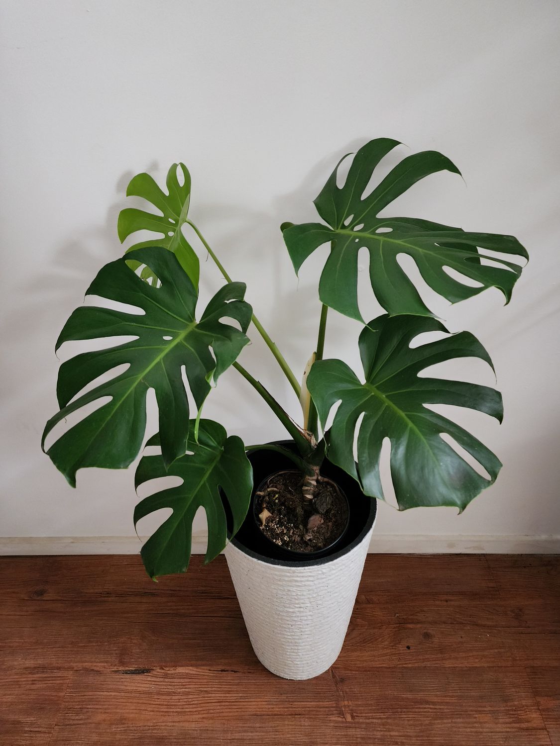 Monstera en maceta XL