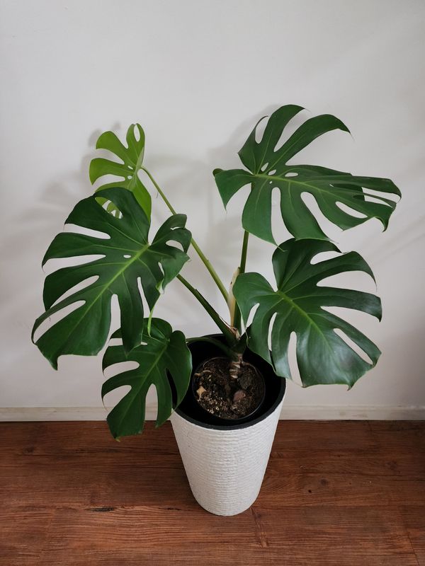 Monstera en maceta XL