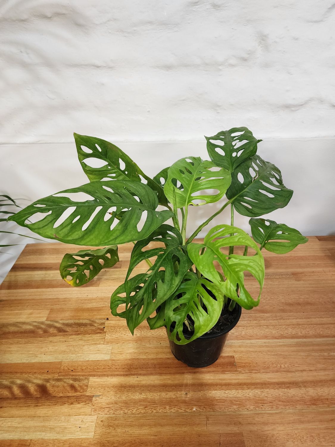 Monstera adansonni