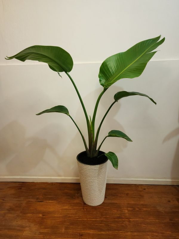 Sterlitzia nicola con maceta XL 1.9m
