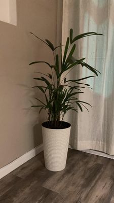 Palmera Raphis en maceta XL