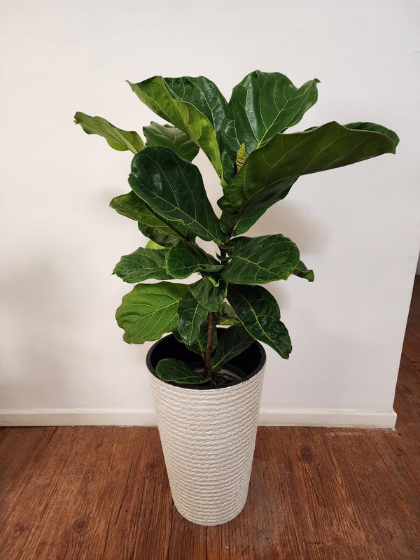 Ficus Lyrata XL con maceta 1.5 m aprox