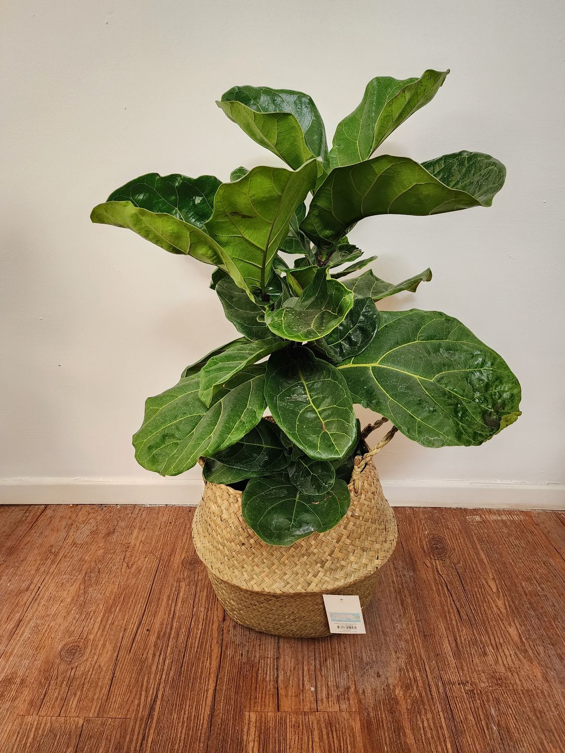 Ficus lyrata 1.1m con cesto