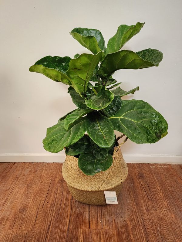 Ficus lyrata 1.2m con cesto
