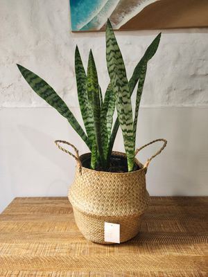 Espada de San Jorge con cesto L