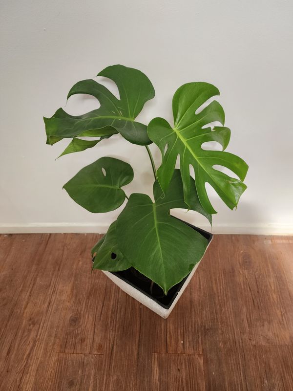 Monstera deliciosa con maceta
