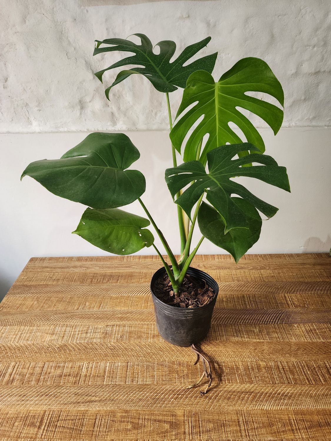Monstera deliciosa / Esqueleto de caballo