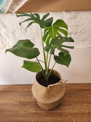 Monstera L con cesto