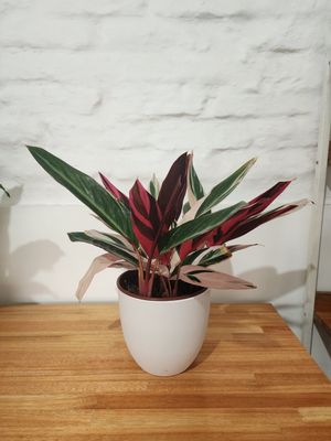 Calathea triostar con maceta blanca