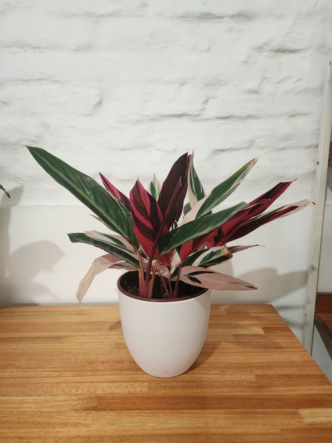 Calathea triostar con maceta blanca