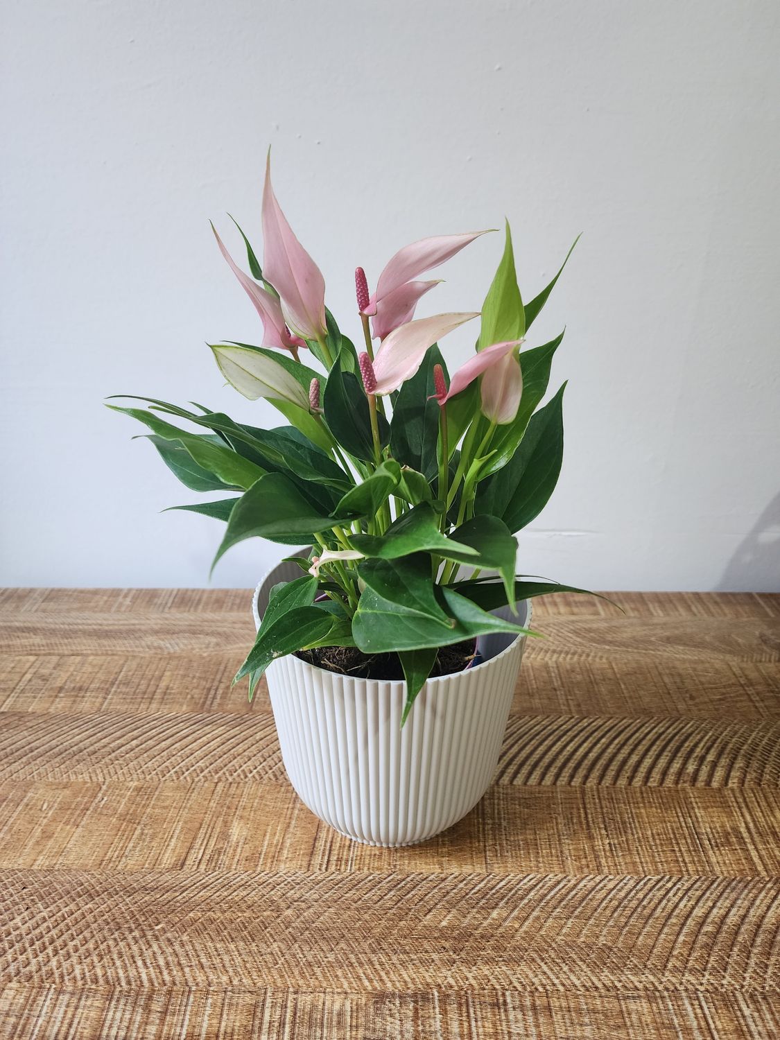  Anturio rosa con maceta