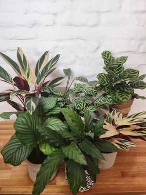Plantas con maceta de vivero