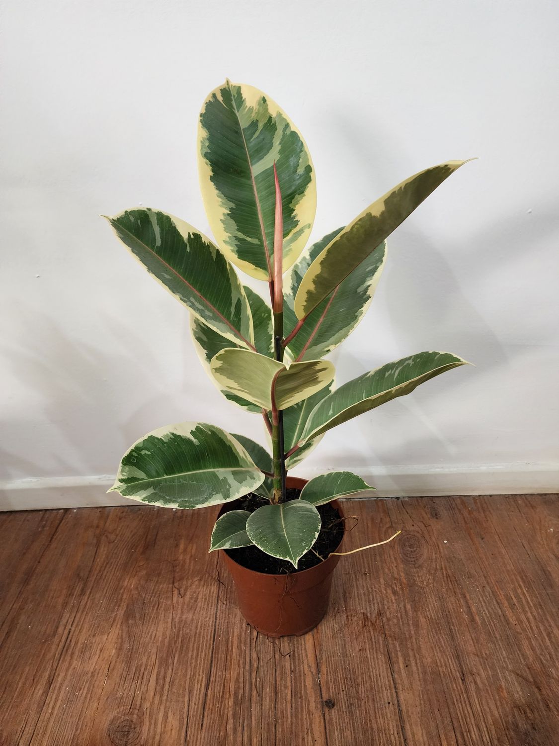 Ficus Gomero Tineke 60cm aprox