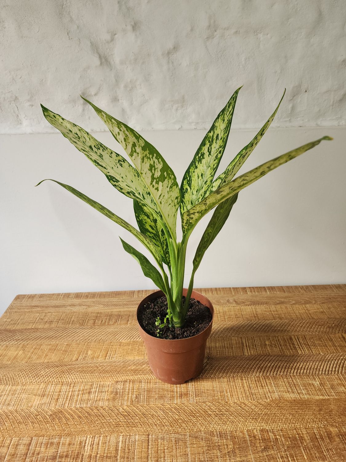 Dieffenbachia Vesuvius