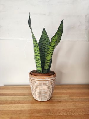 Espada de San Jorge con maceta cerámica