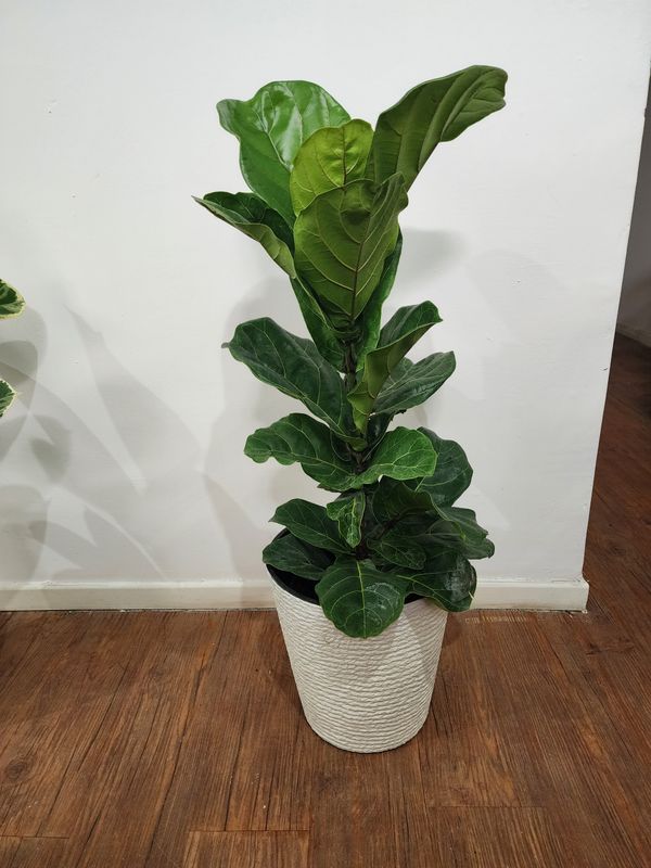 Ficus lyrata con maceta