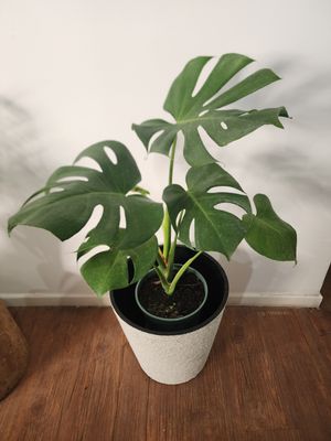 Monstera con maceta L