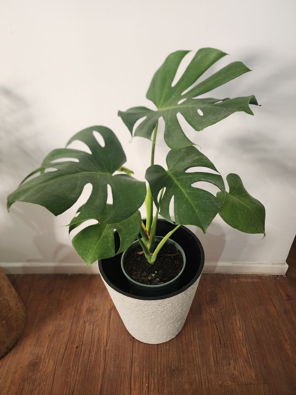 Monstera con maceta L