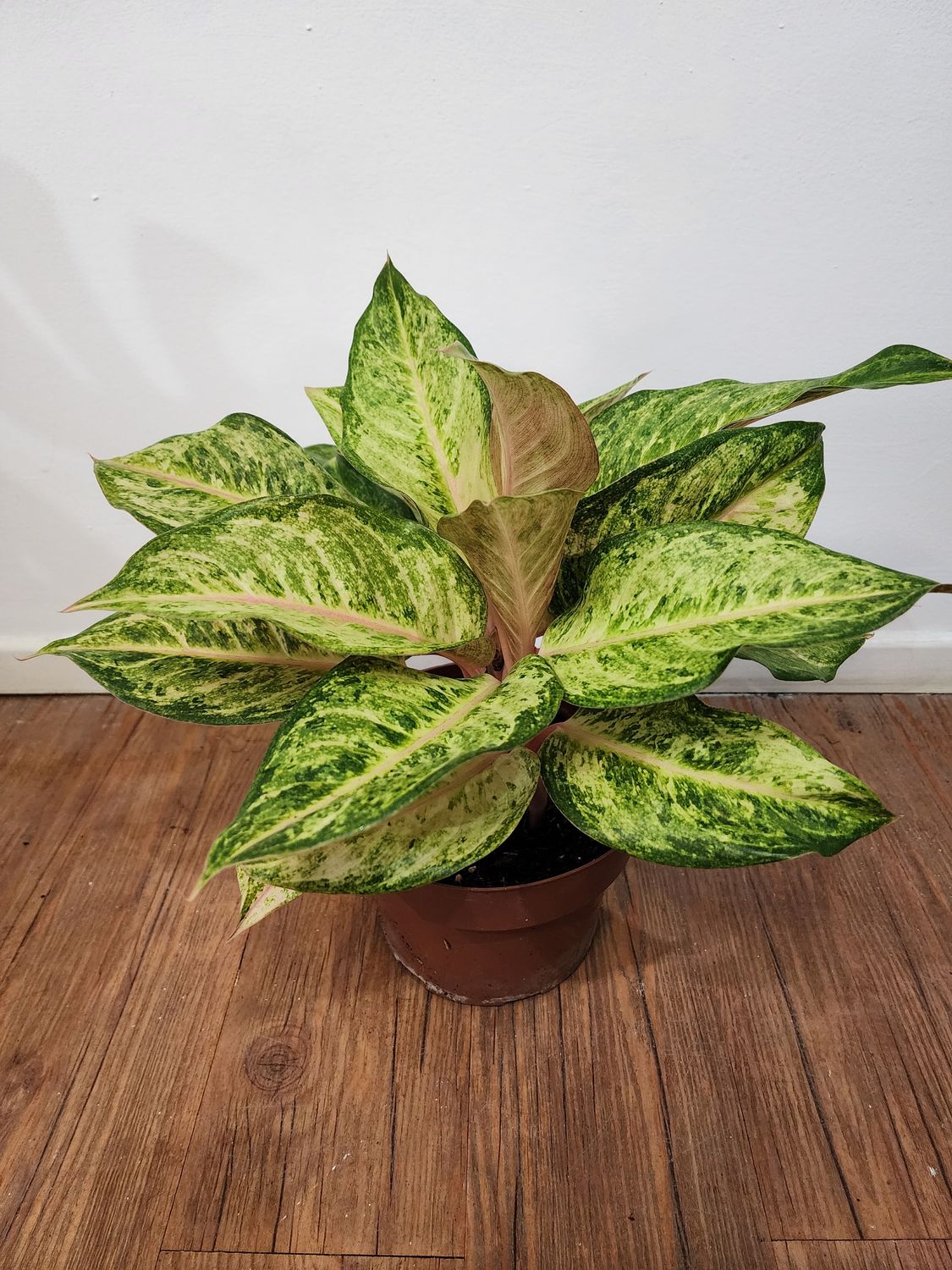 Aglaenoema
