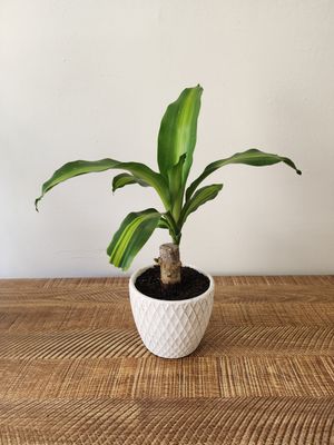 Palo de agua mini con maceta cerámica