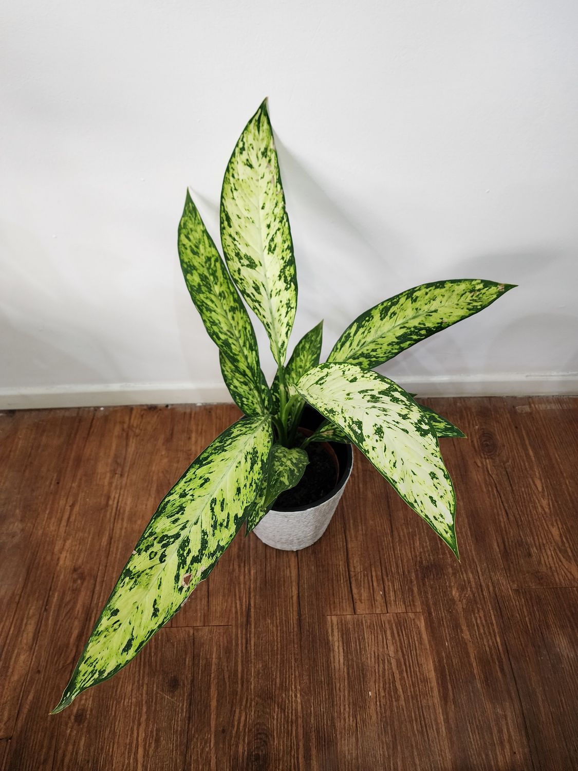 Difembaquia vesuvius con maceta