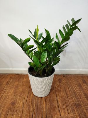 Zamioculca con maceta