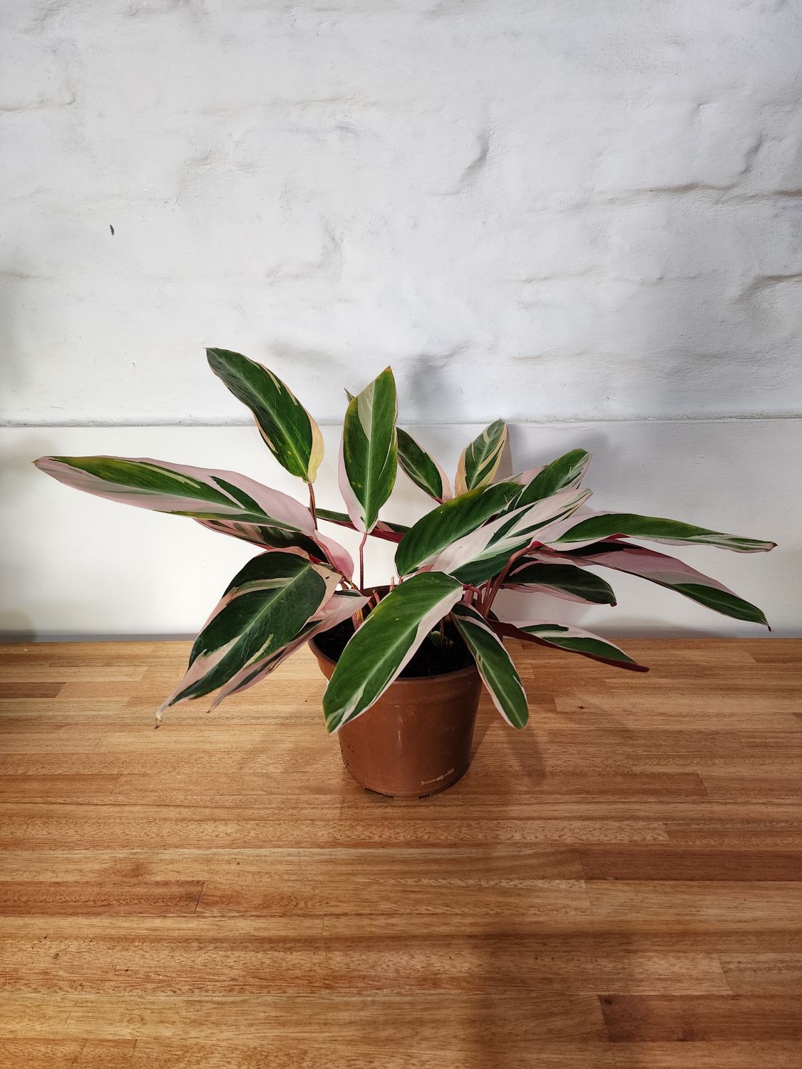 Calathea triostar