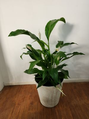 Spatifilum en maceta L