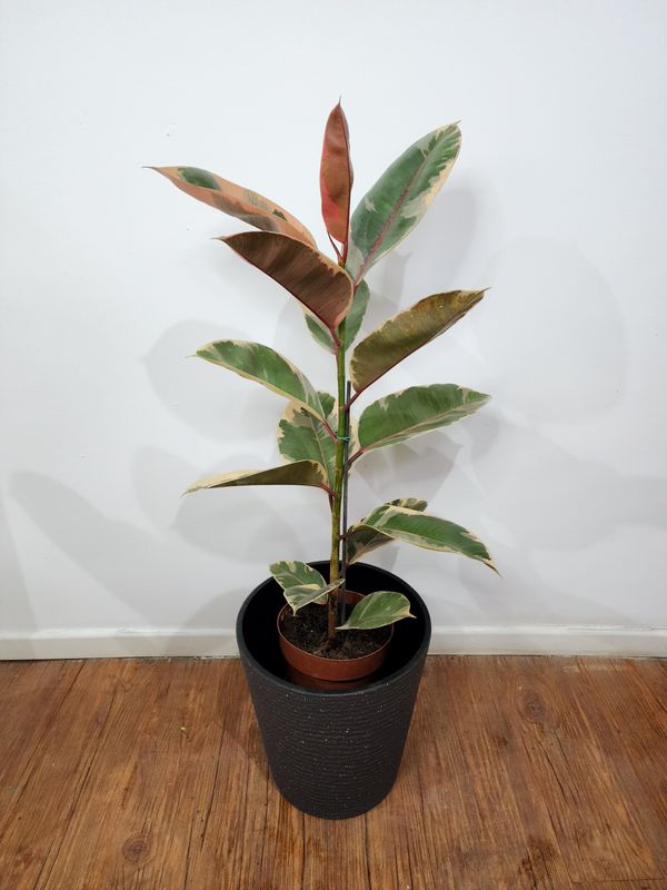 Ficus gomero ruby con maceta L