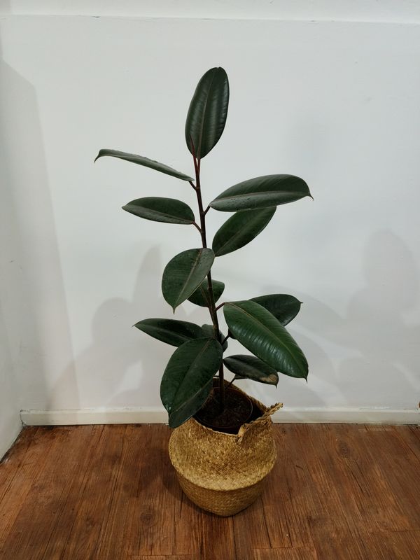 Ficus gomero negro con cesto 1.2m aprox
