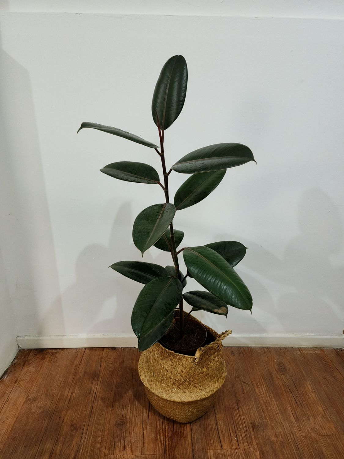 Ficus gomero negro con cesto 1.1m aprox