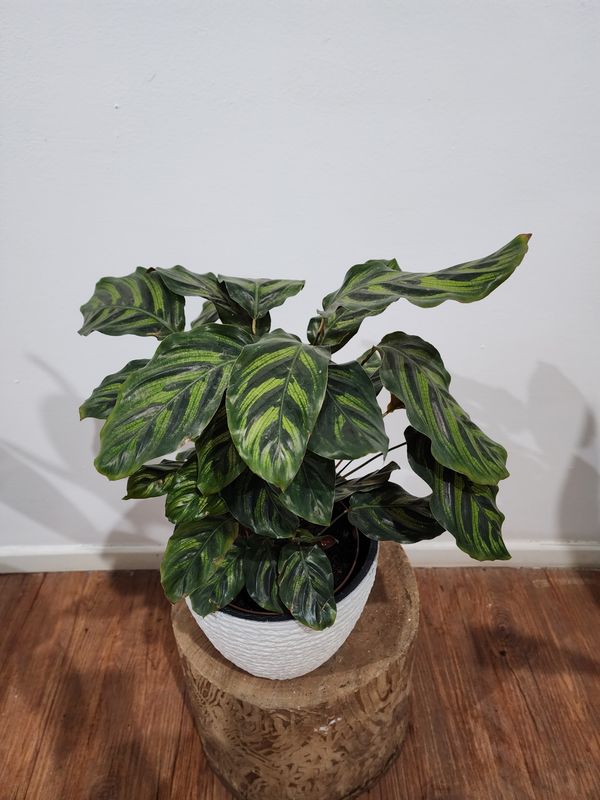 Calathea Makoyana con maceta 