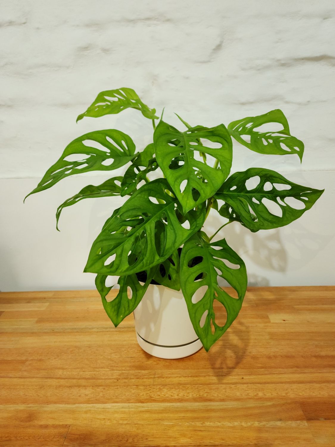 Monstera adansonni con maceta