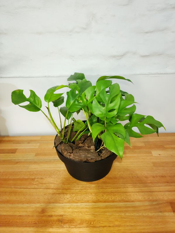 Monstera mínima con macetas variadas