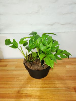 Monstera mínima con macetas variadas