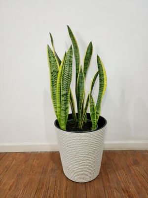 Espada de San Jorge borde amarillo con maceta 