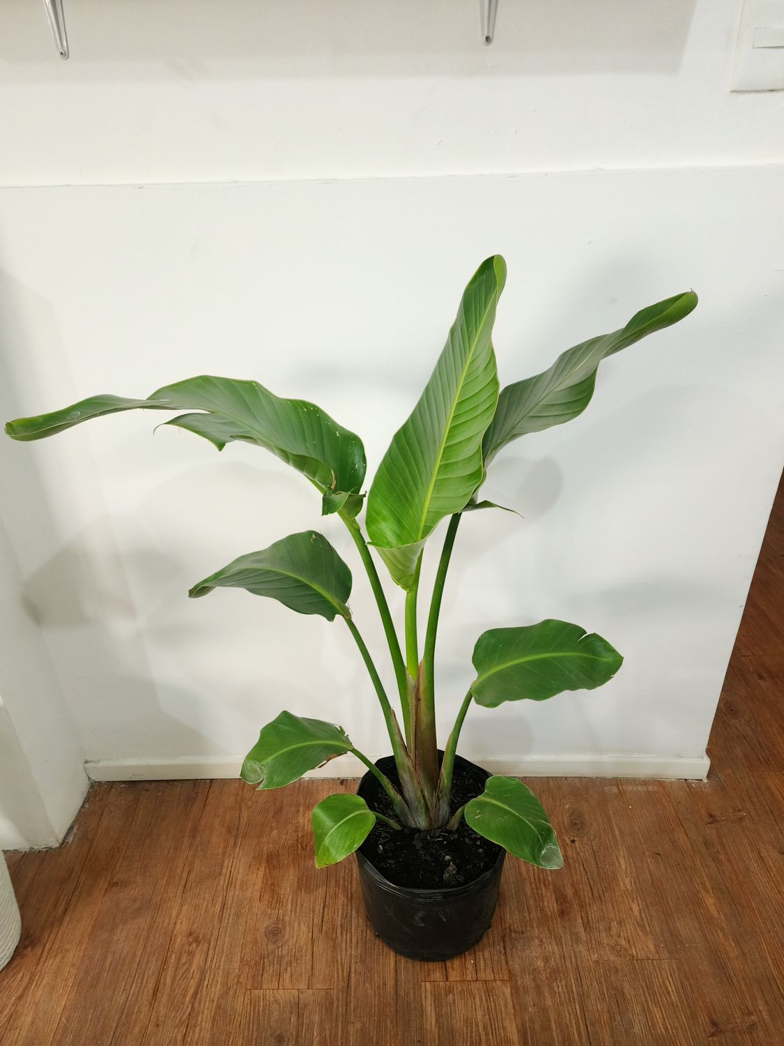 Sterlitzia nicolai 1.6m aprox