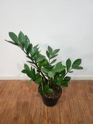 Zamioculca o planta del dinero 