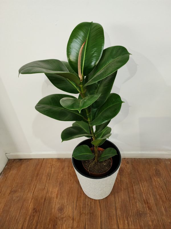 Ficus gomero verde con maceta L