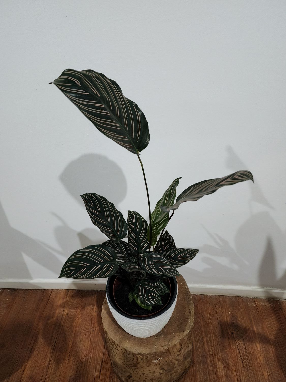 Calathea roseopicta con maceta 