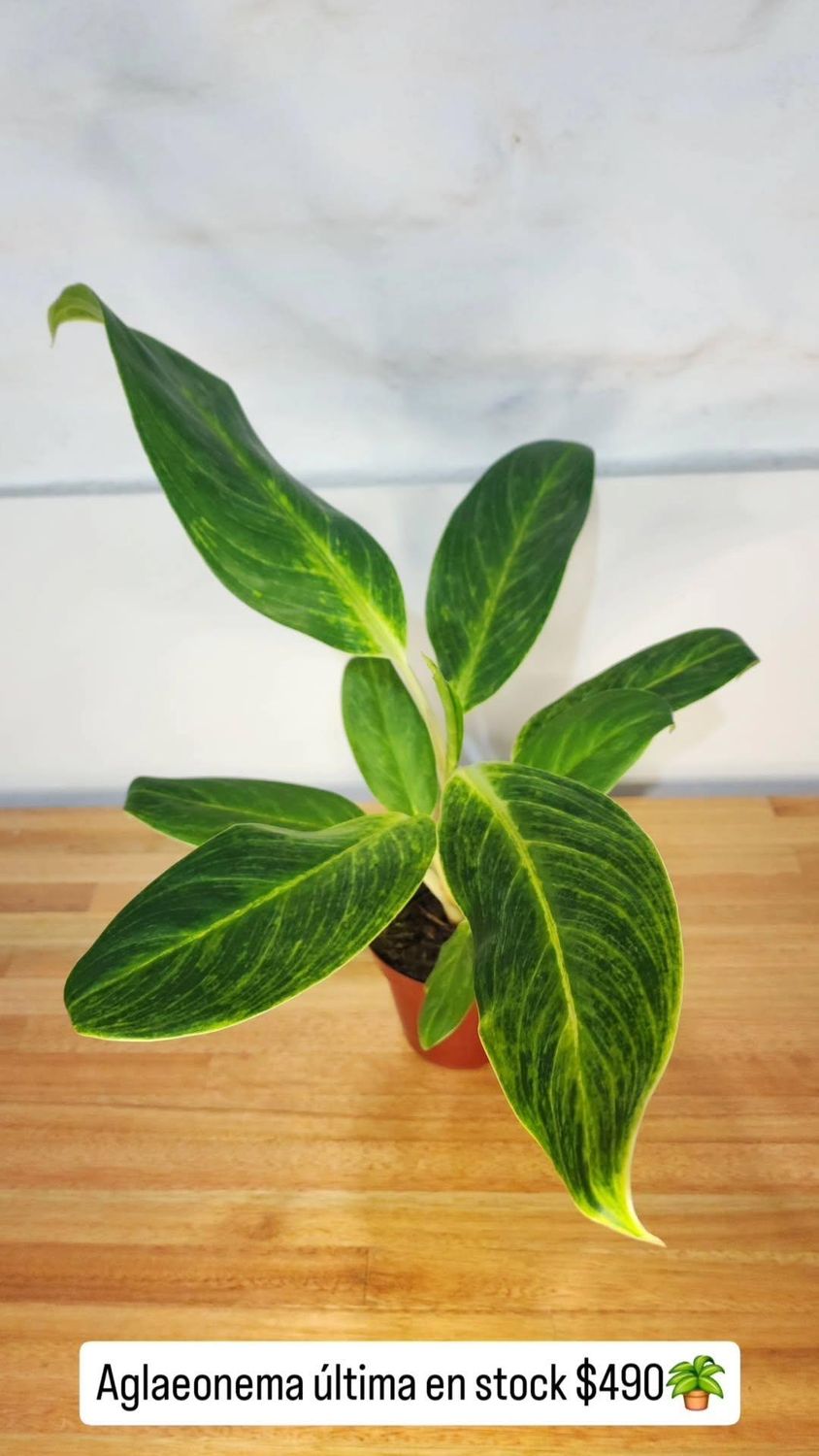 Aglaeonema