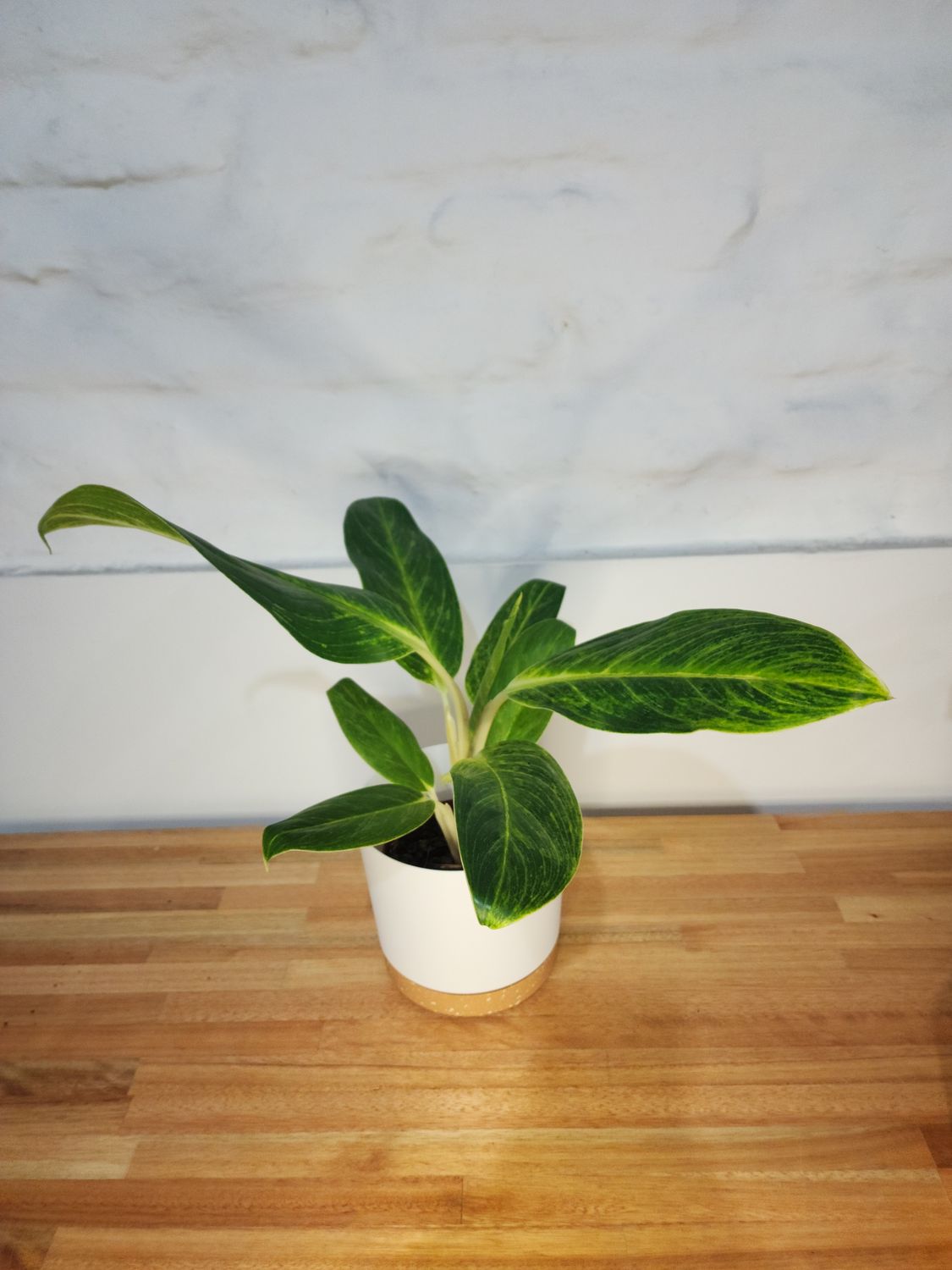 Aglaeonema con maceta