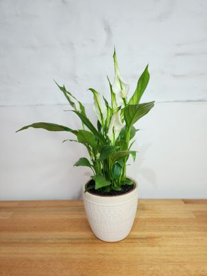 Spatifilum con maceta cerámica