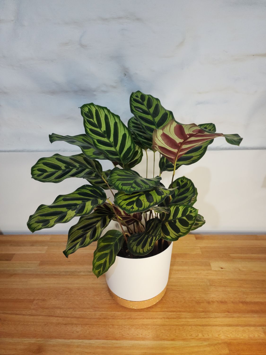 Calathea makoyana con maceta blanca
