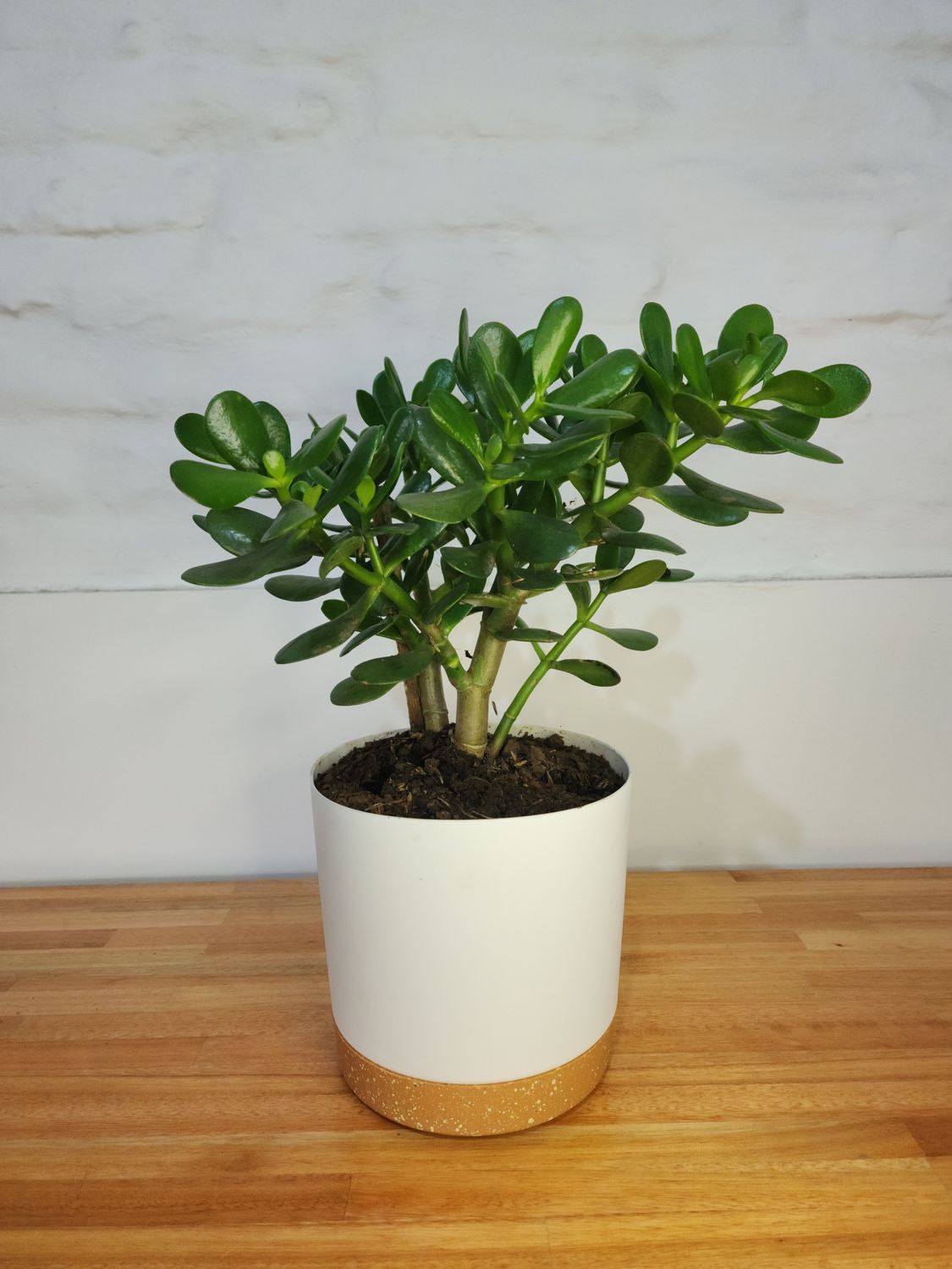 Árbol de jade o de la abundancia con maceta