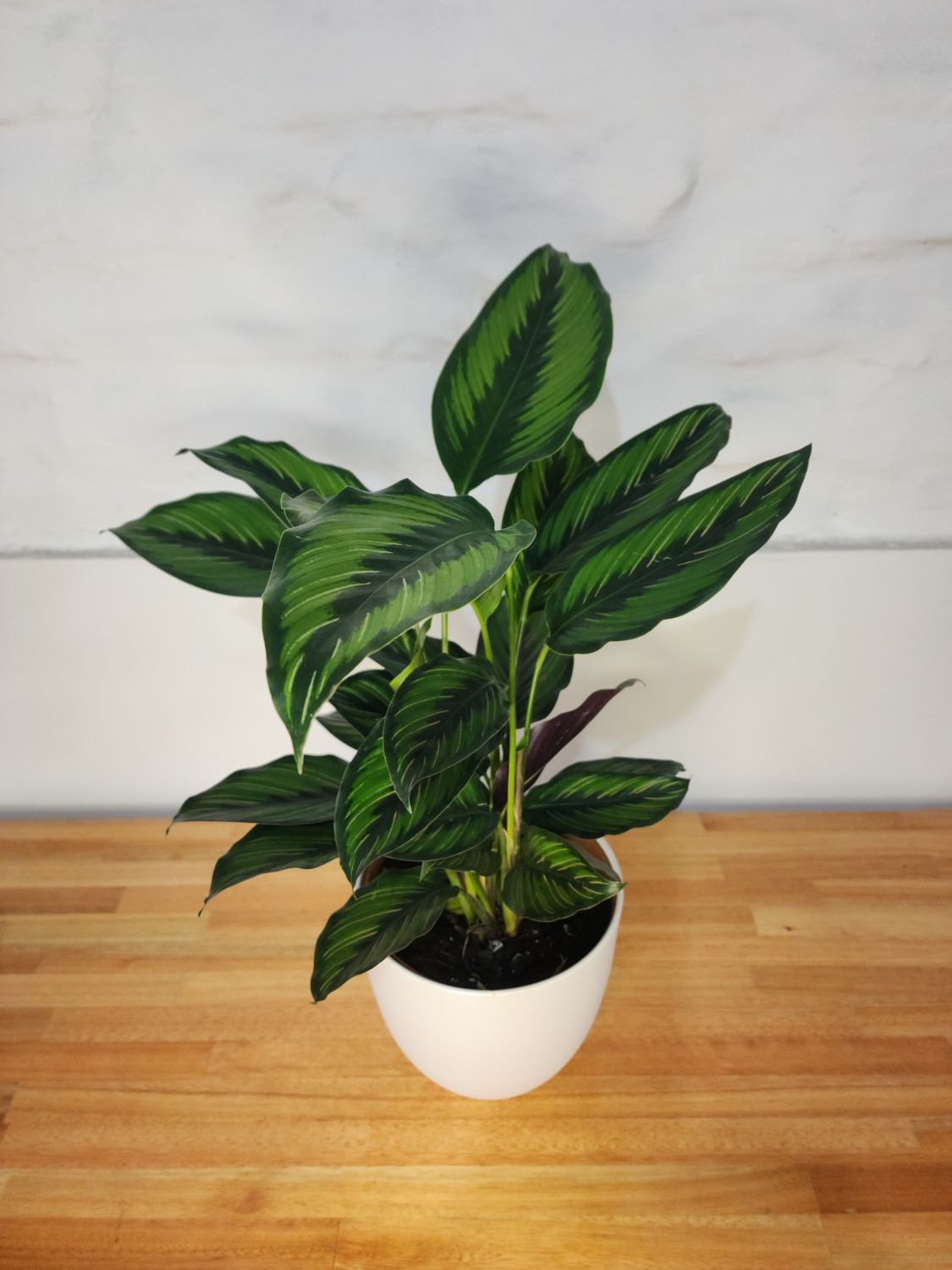 Calathea beauty star con maceta cerámica